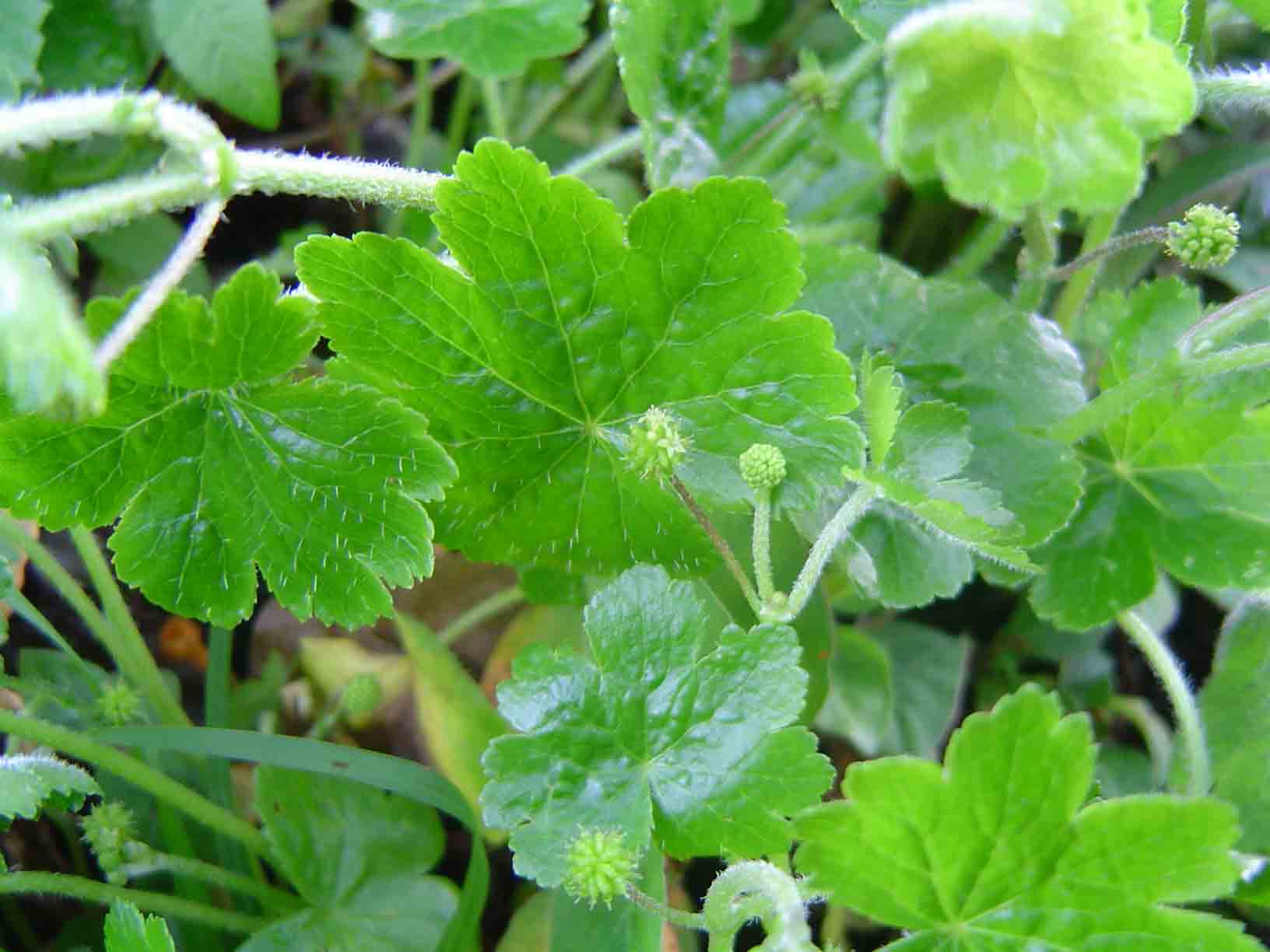 Hydrocotyle mannii Hydrocotyle mannii