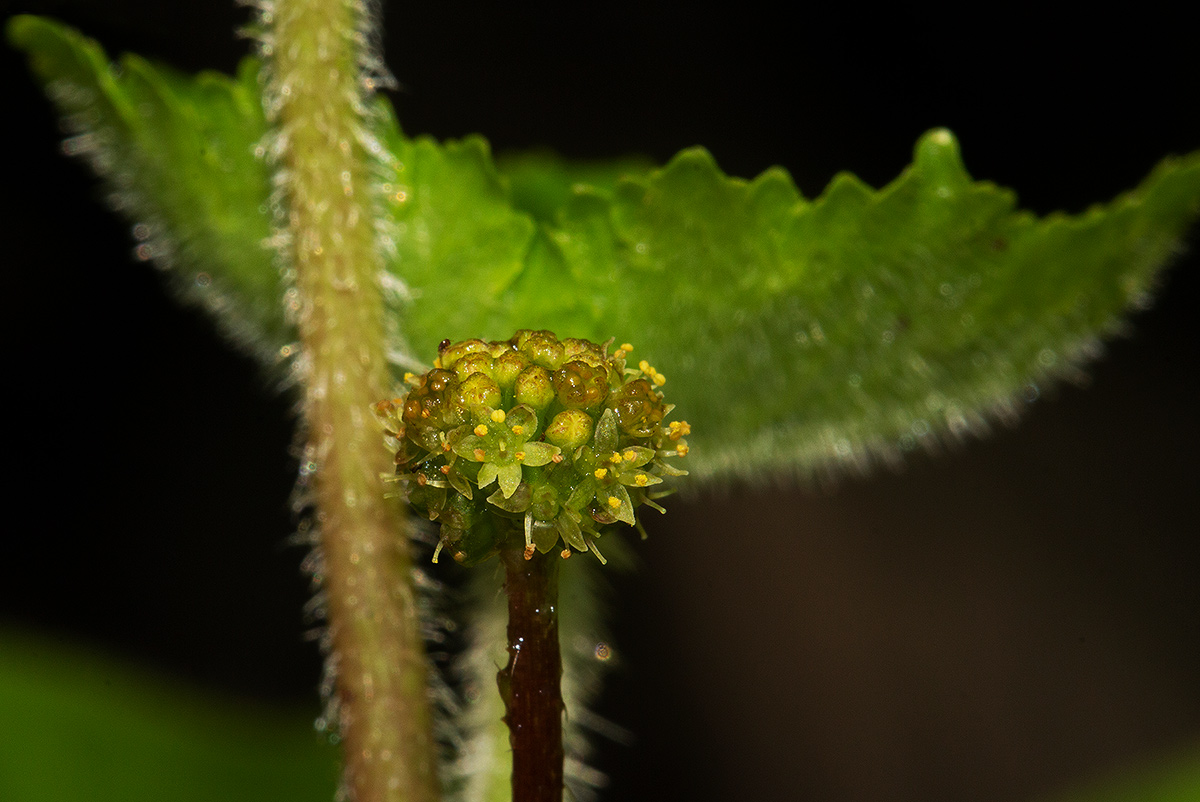 Hydrocotyle mannii Hydrocotyle mannii