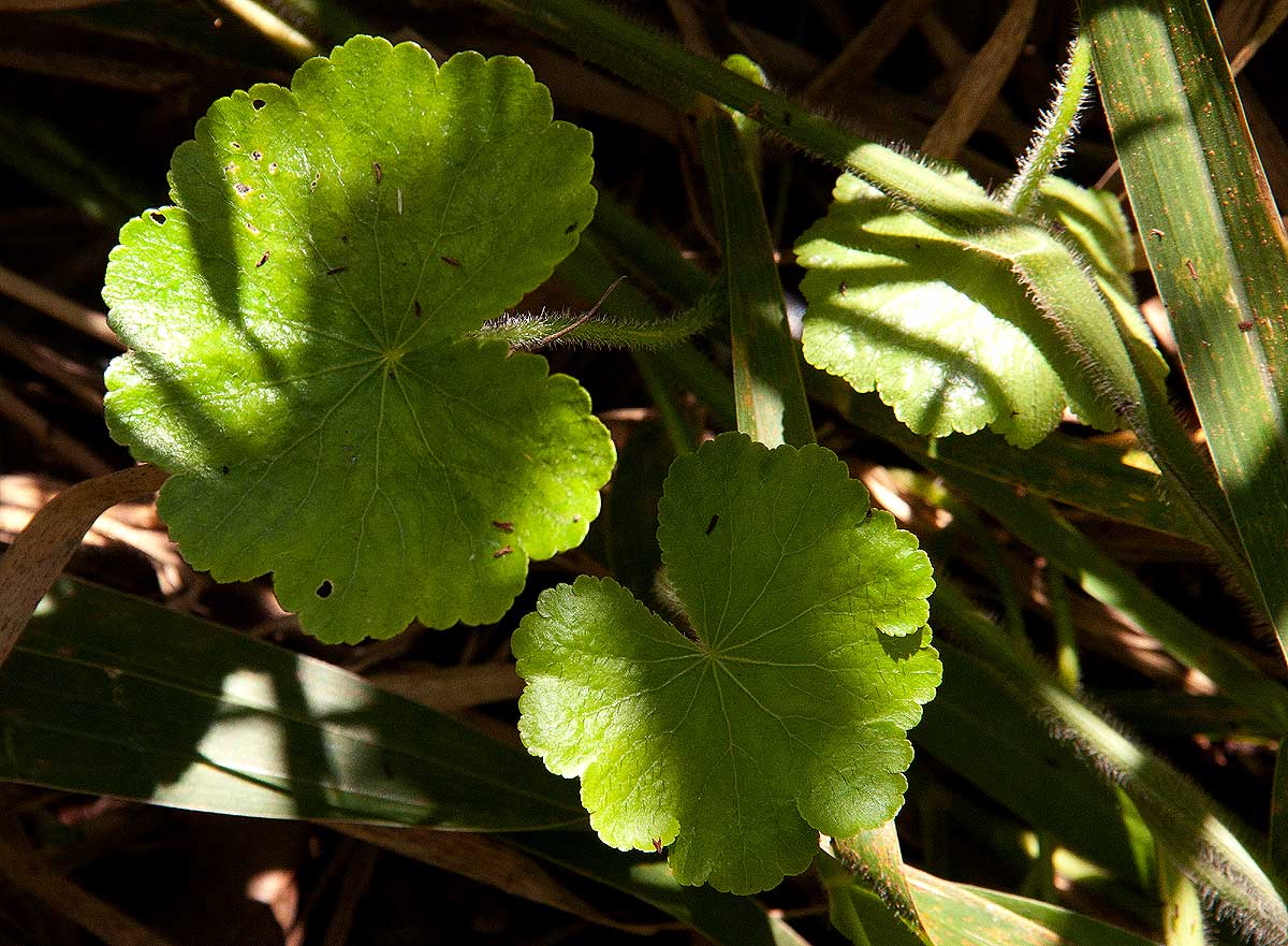 Hydrocotyle mannii Hydrocotyle mannii