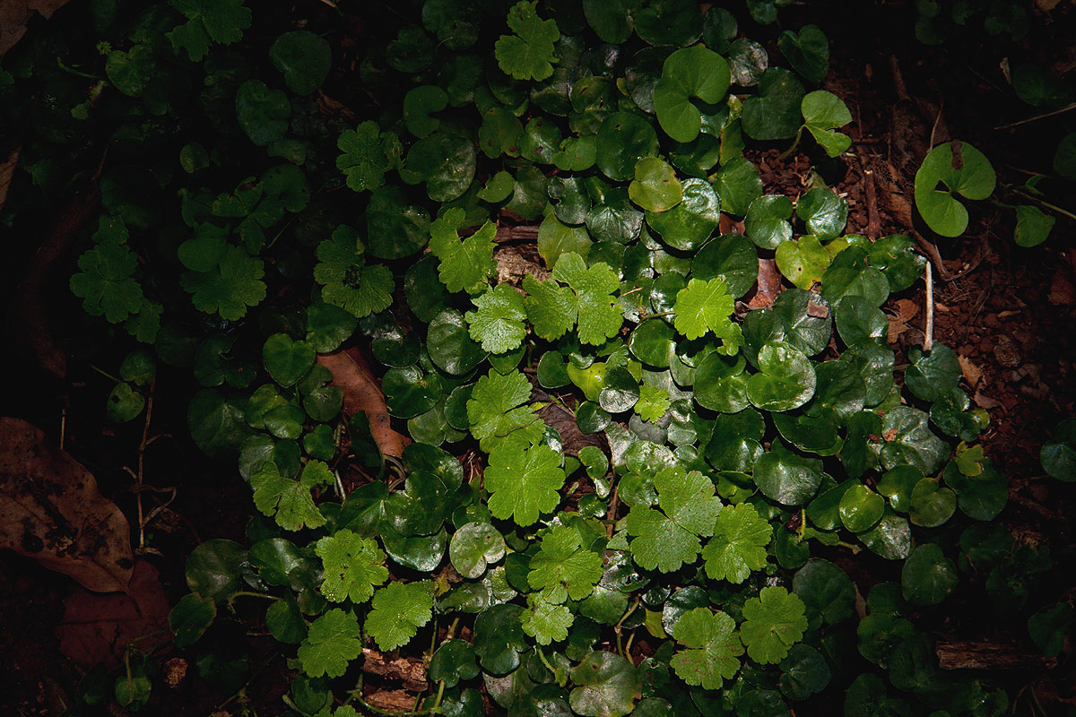 Hydrocotyle mannii Hydrocotyle mannii