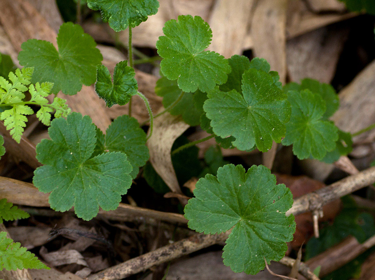 Hydrocotyle mannii Hydrocotyle mannii