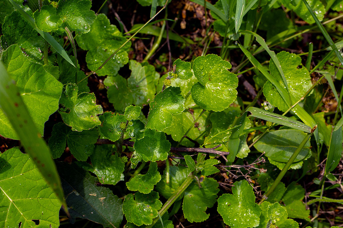 Hydrocotyle mannii Hydrocotyle mannii
