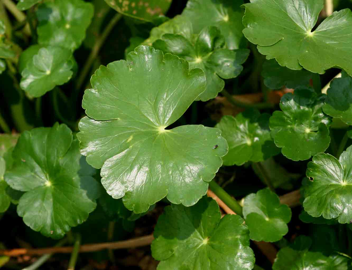 Hydrocotyle ranunculoides Hydrocotyle ranunculoides