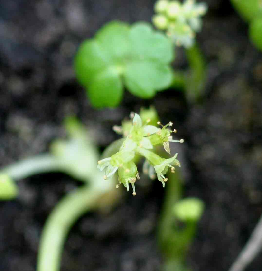 Hydrocotyle ranunculoides Hydrocotyle ranunculoides