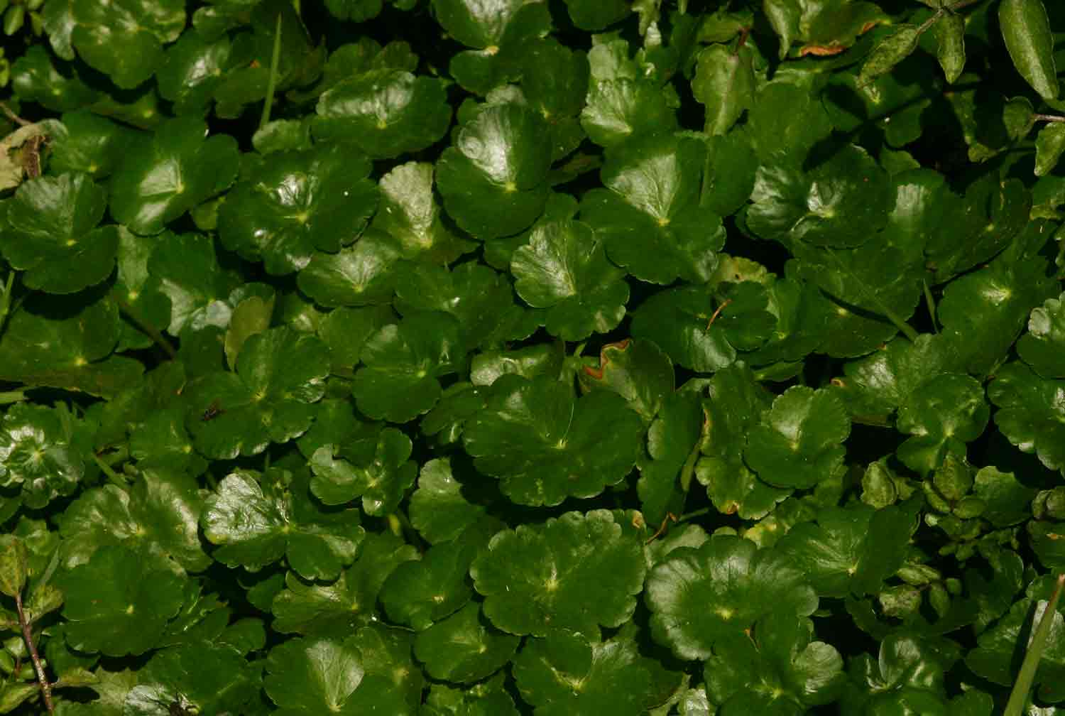 Hydrocotyle ranunculoides Hydrocotyle ranunculoides