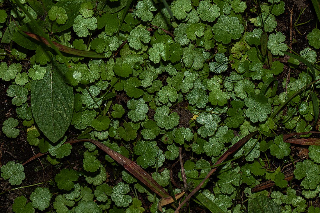 Hydrocotyle sibthorpioides Hydrocotyle sibthorpioides