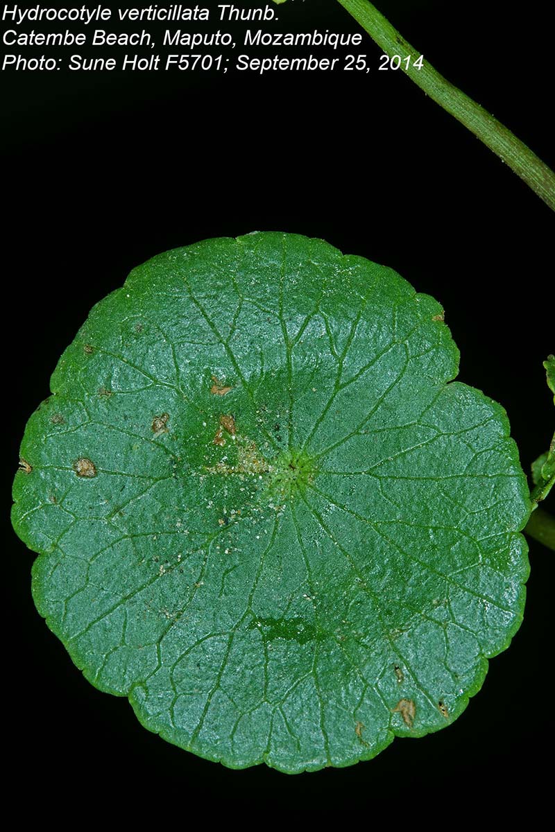 Hydrocotyle verticillata Hydrocotyle verticillata