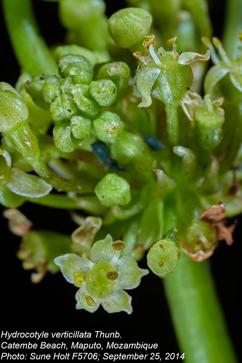 Hydrocotyle verticillata Hydrocotyle verticillata