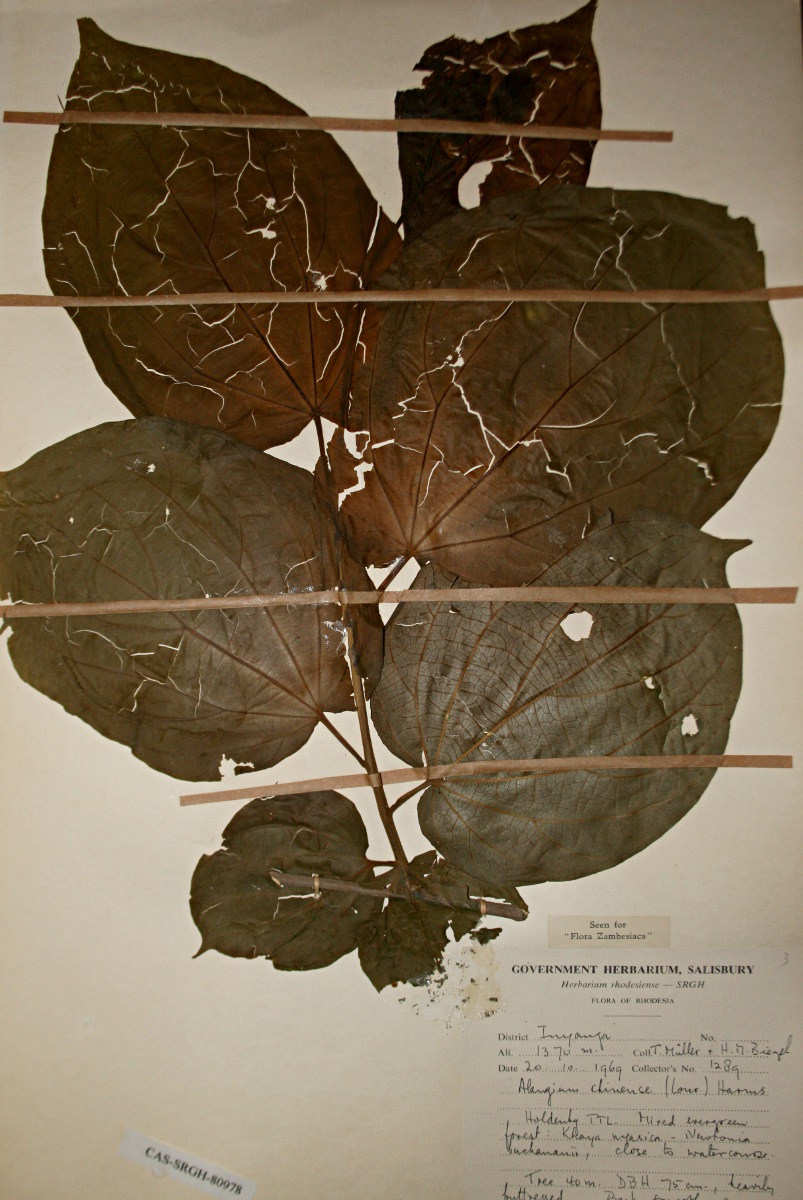 Alangium chinense Alangium chinense