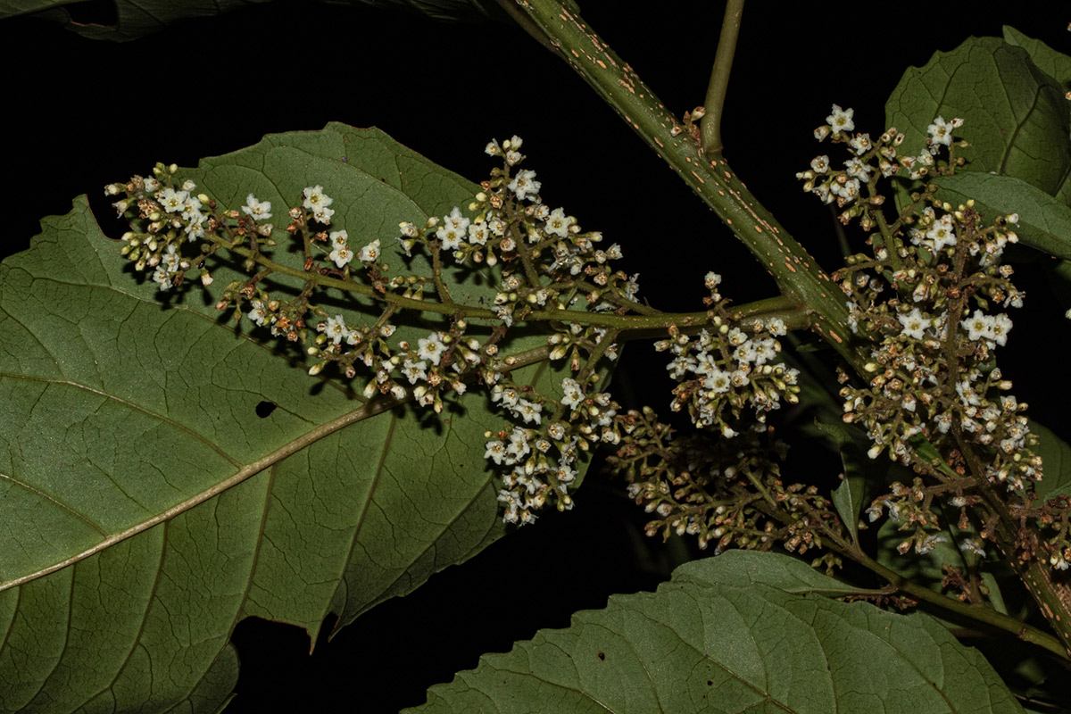 Maesa lanceolata subsp. lanceolata Maesa lanceolata subsp. lanceolata