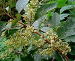 Maesa lanceolata subsp. lanceolata