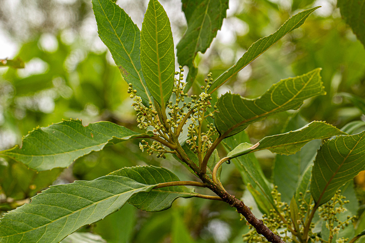 Maesa lanceolata subsp. lanceolata Maesa lanceolata subsp. lanceolata
