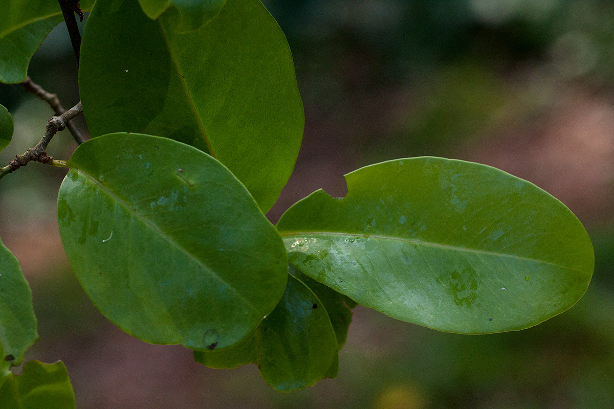 Embelia schimperi Embelia schimperi