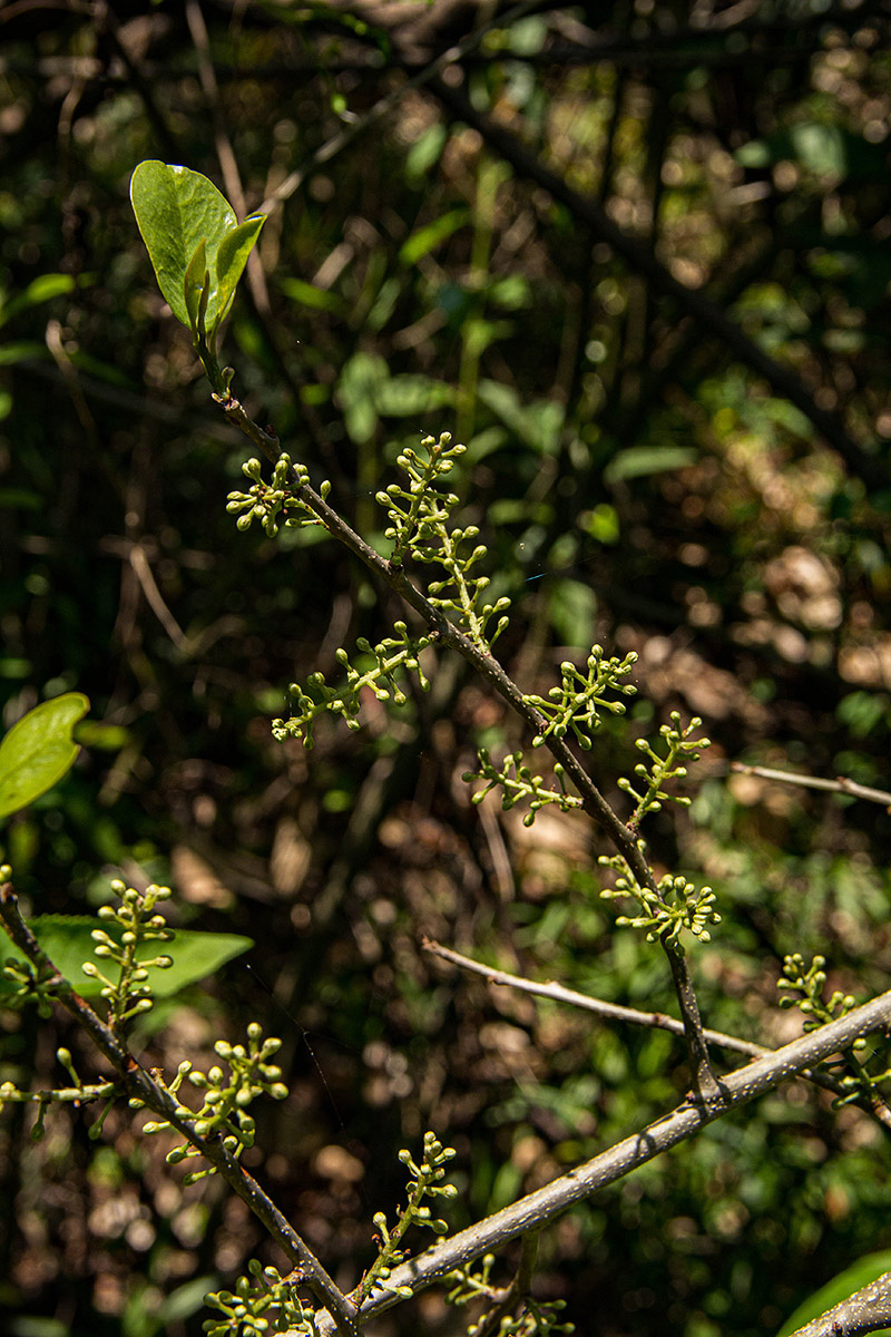 Embelia schimperi Embelia schimperi