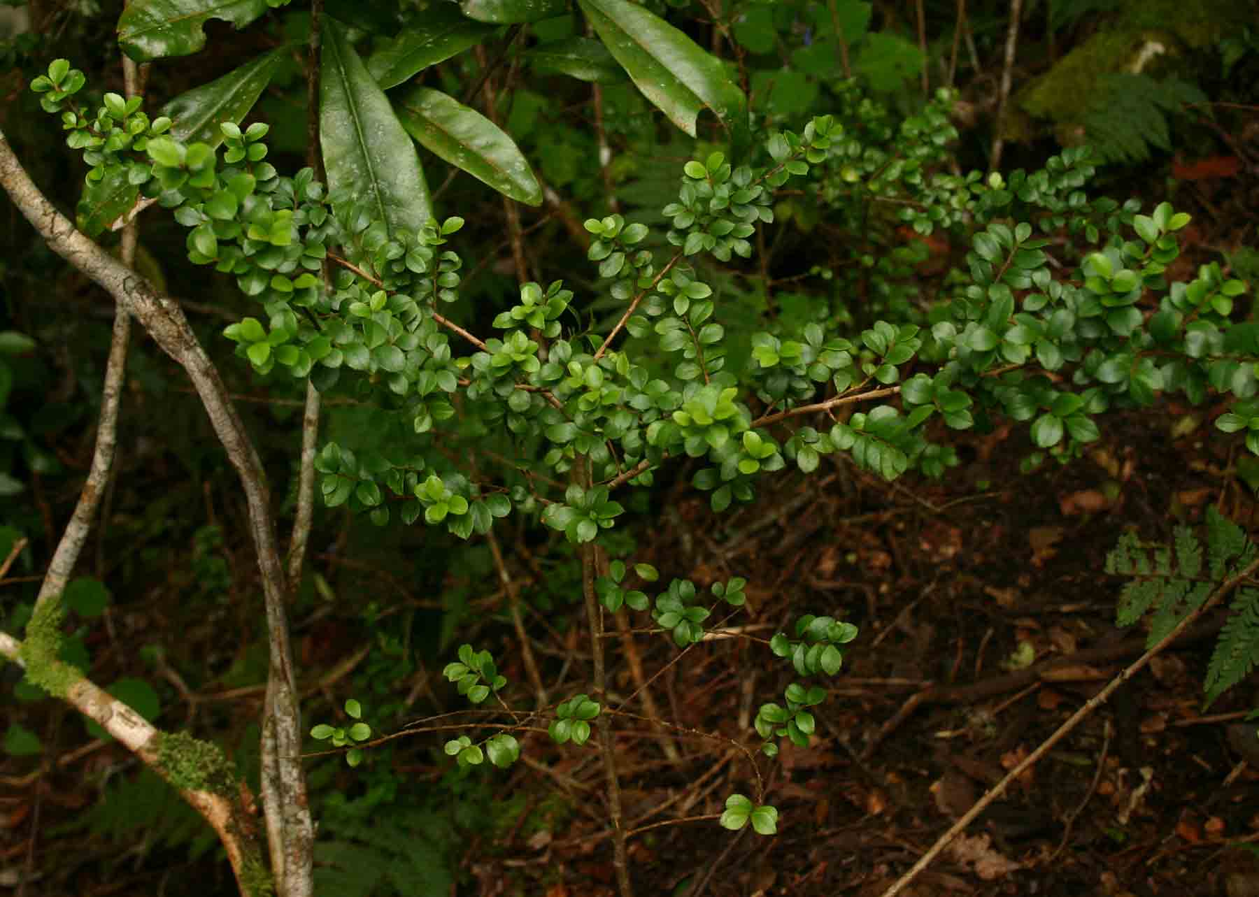 Myrsine africana Myrsine africana