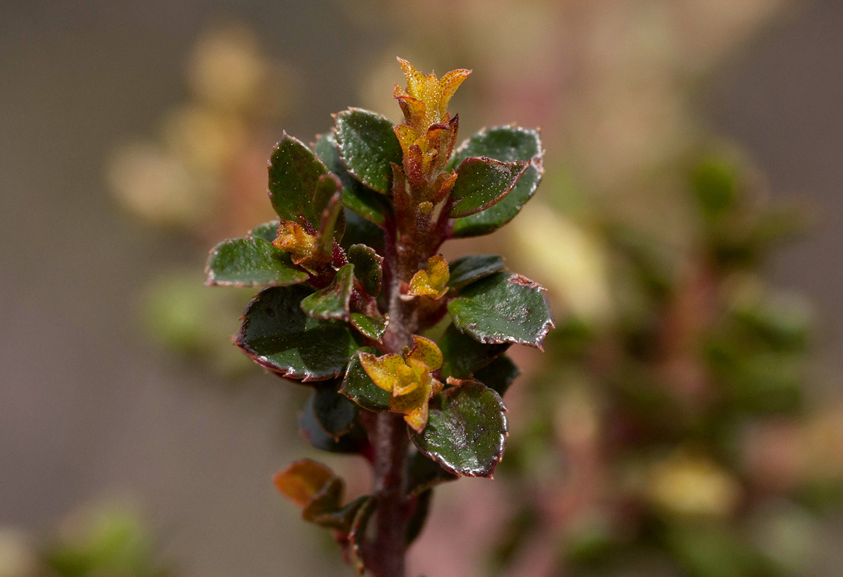 Myrsine africana Myrsine africana