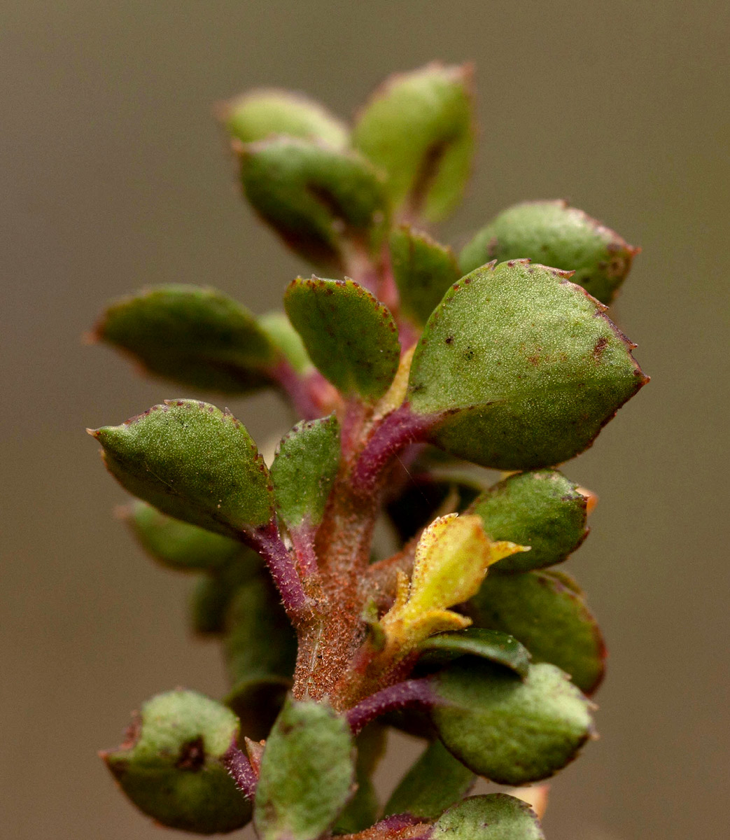 Myrsine africana Myrsine africana