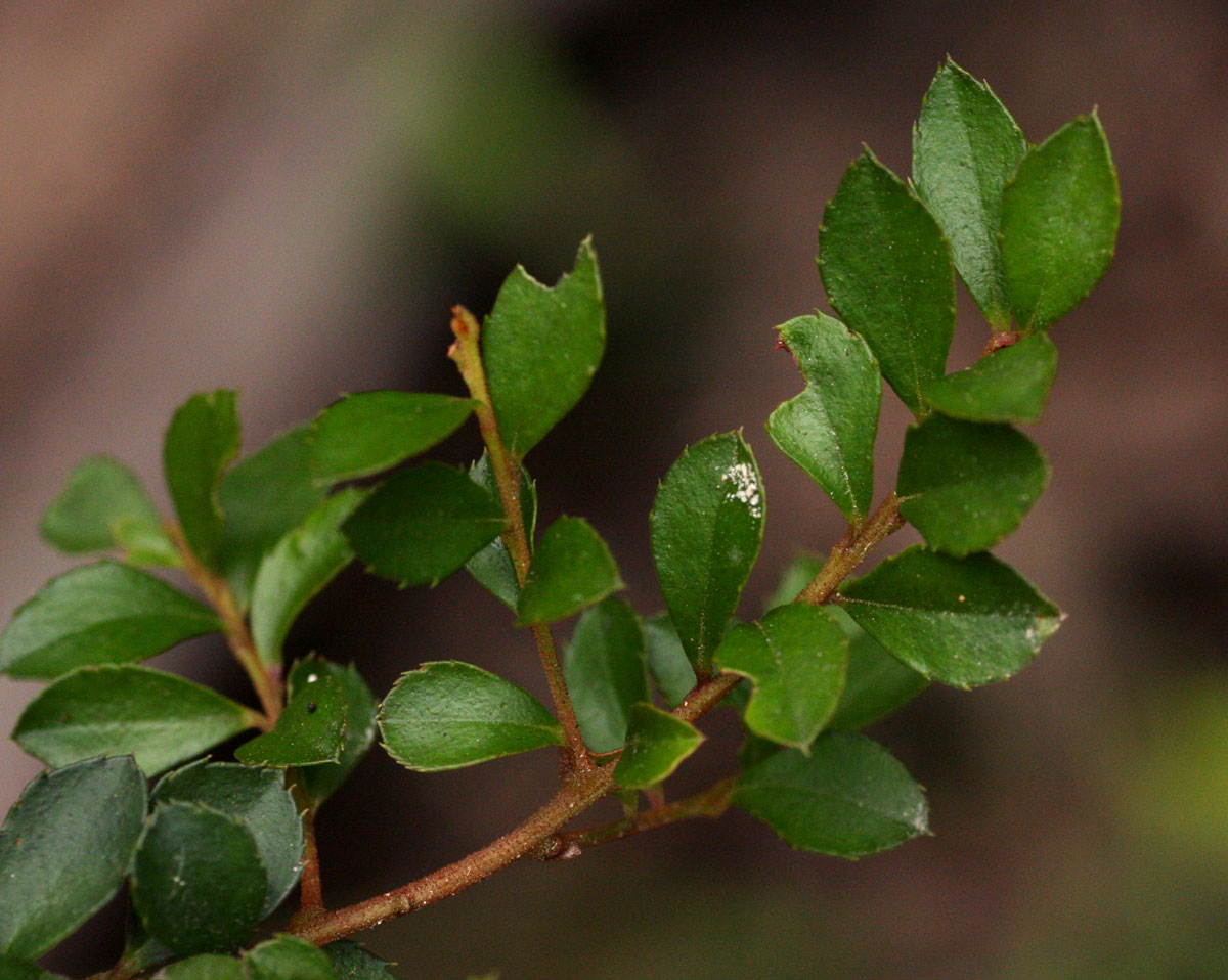 Myrsine africana Myrsine africana