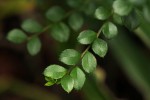 Myrsine africana