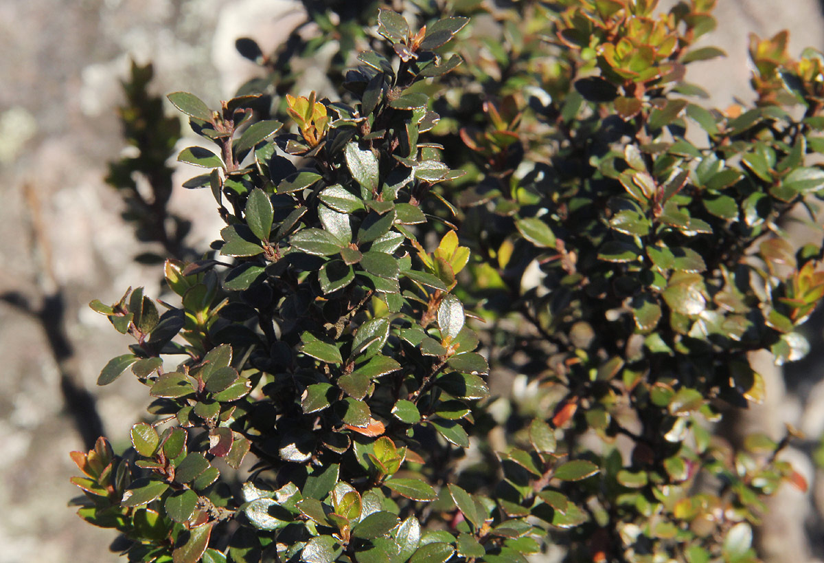 Myrsine africana Myrsine africana