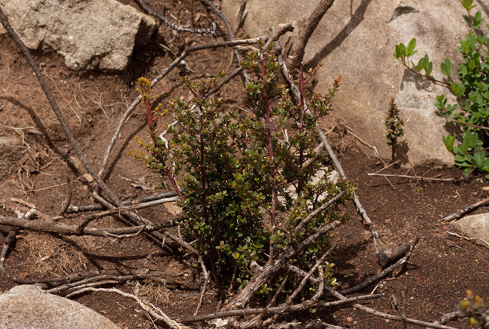 Myrsine africana Myrsine africana