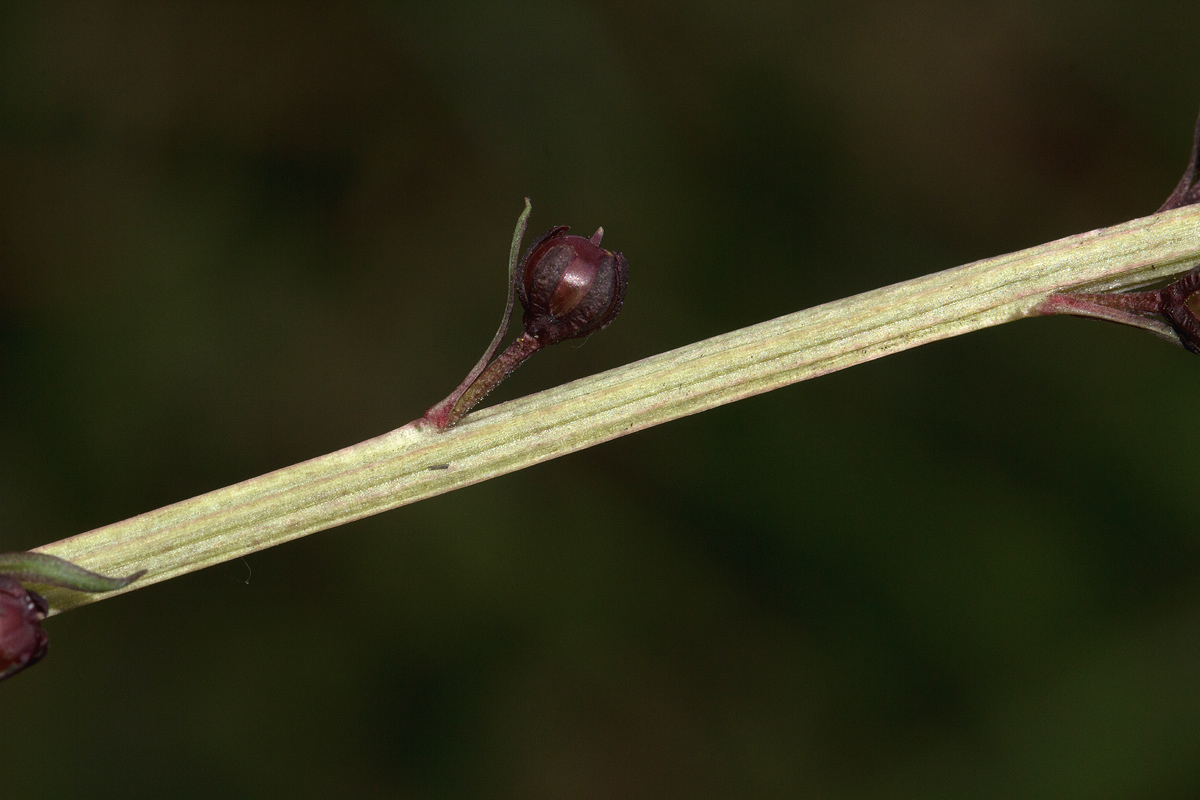 Lysimachia ruhmeriana Lysimachia ruhmeriana