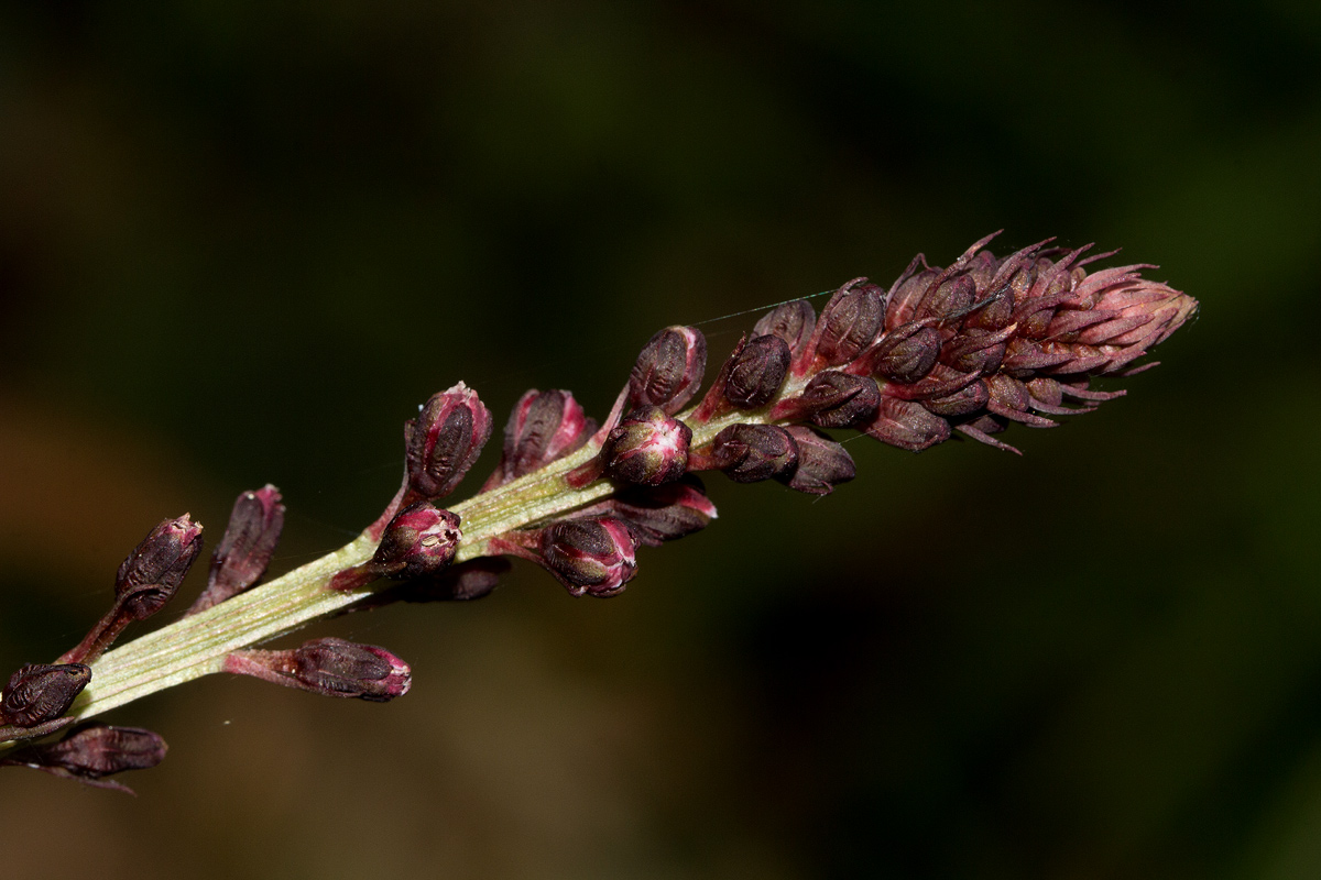 Lysimachia ruhmeriana Lysimachia ruhmeriana