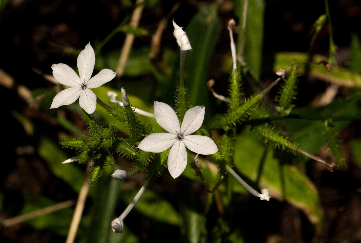 Plumbago zeylanica Plumbago zeylanica