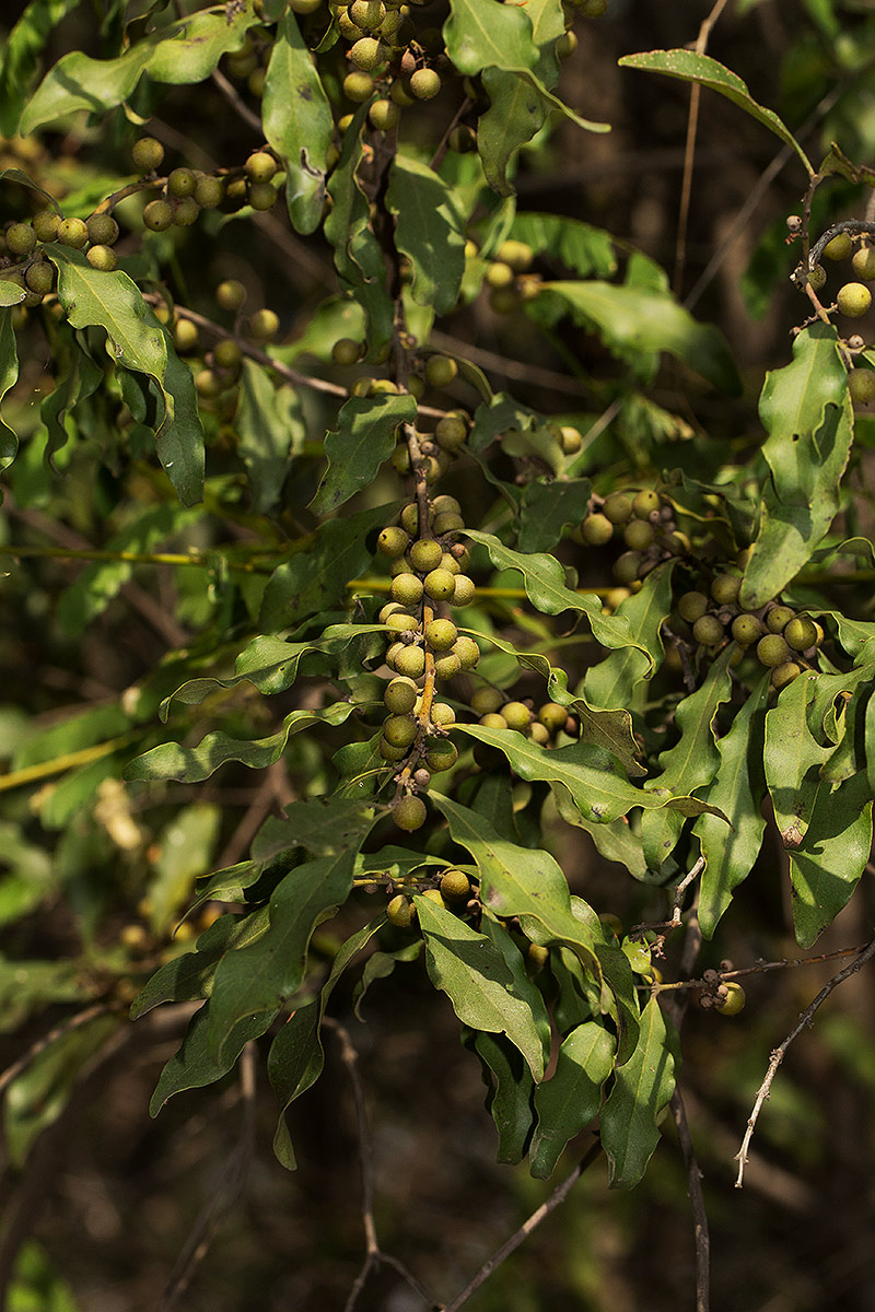 Euclea divinorum
