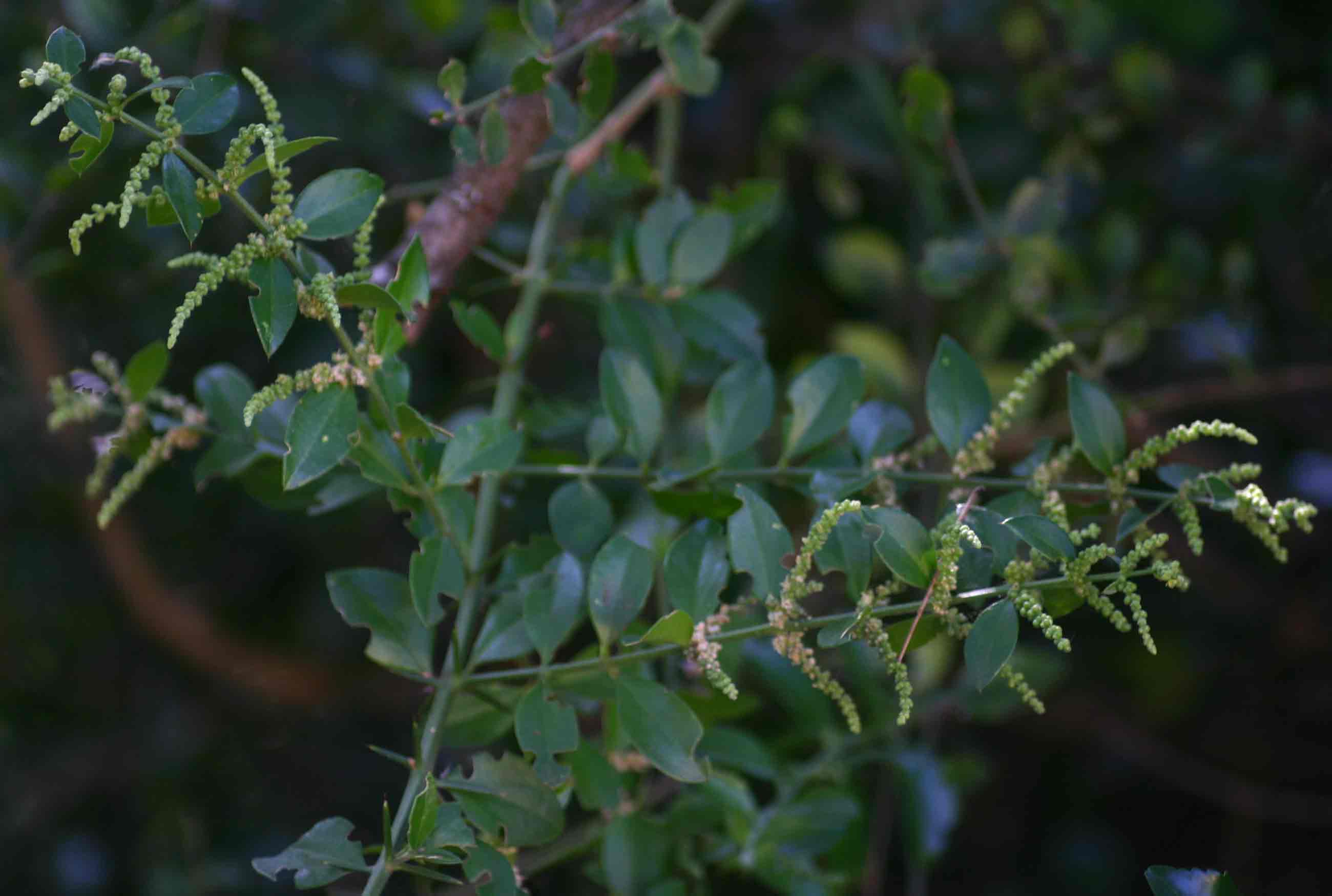 Azima tetracantha Azima tetracantha