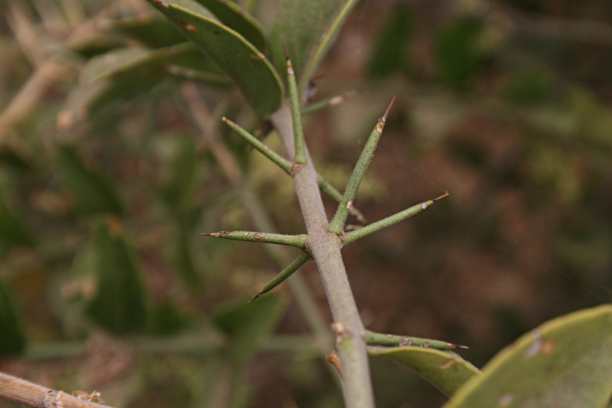 Azima tetracantha Azima tetracantha