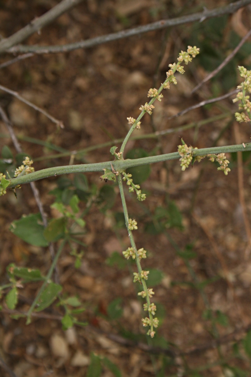 Azima tetracantha Azima tetracantha