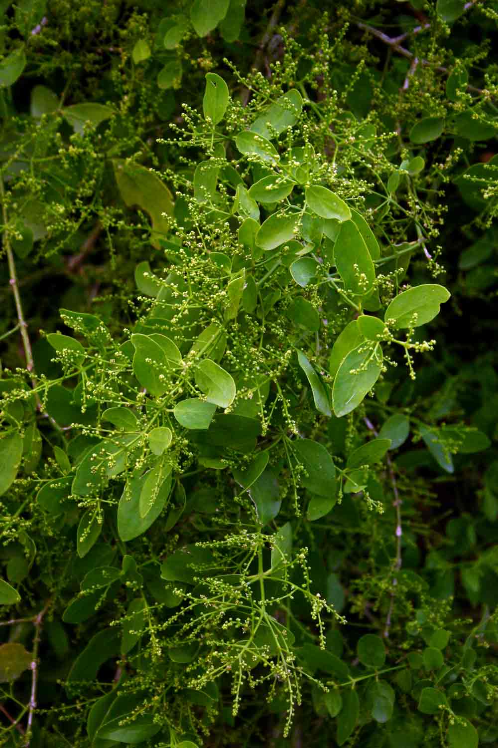 Salvadora persica var. persica Salvadora persica var. persica
