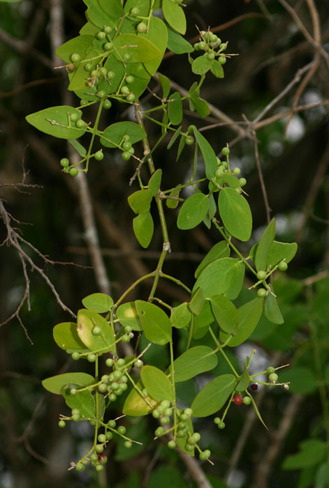 Salvadora persica var. persica Salvadora persica var. persica