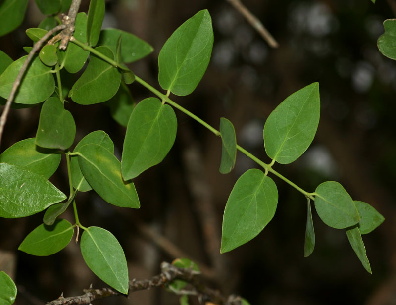 Salvadora persica var. persica Salvadora persica var. persica