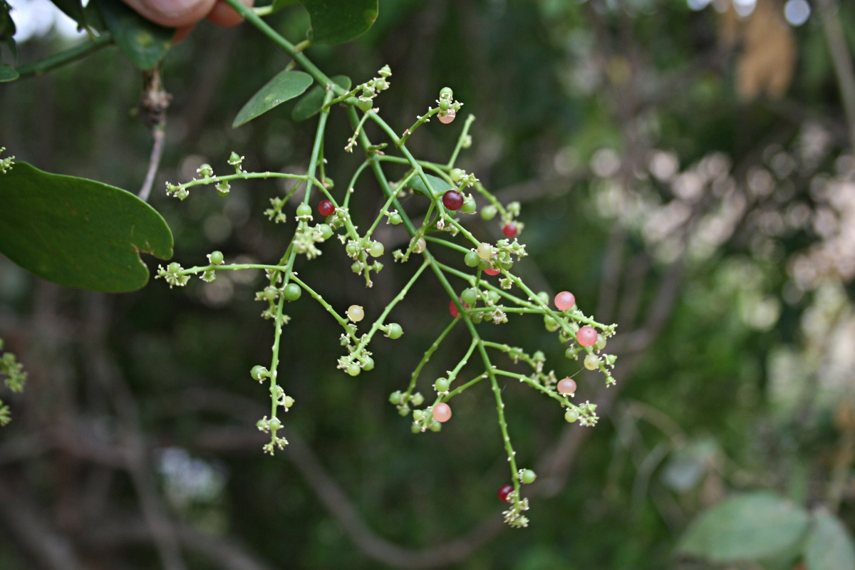 Salvadora persica var. persica Salvadora persica var. persica