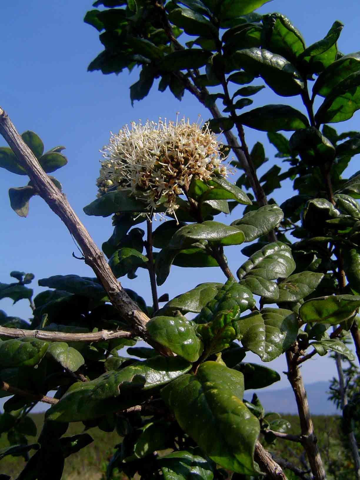 Nuxia congesta Nuxia congesta