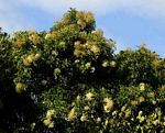 Nuxia floribunda