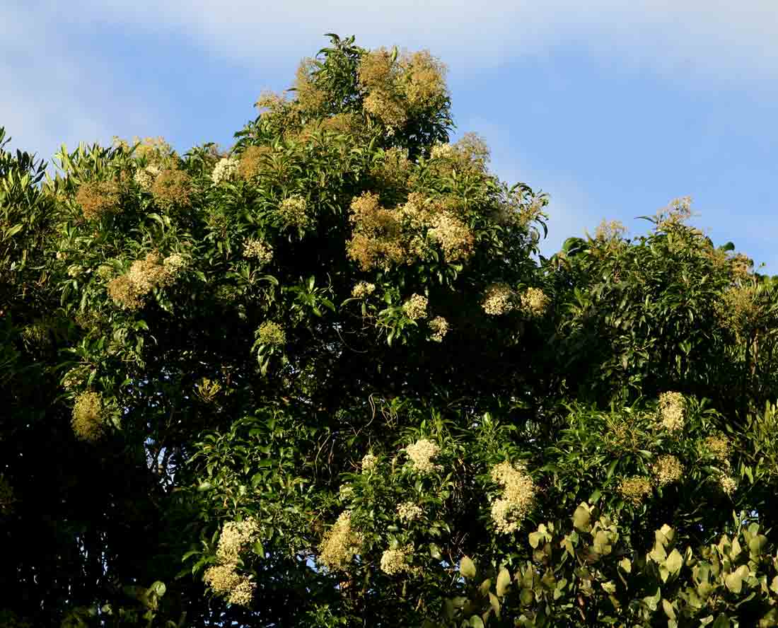 Nuxia floribunda
