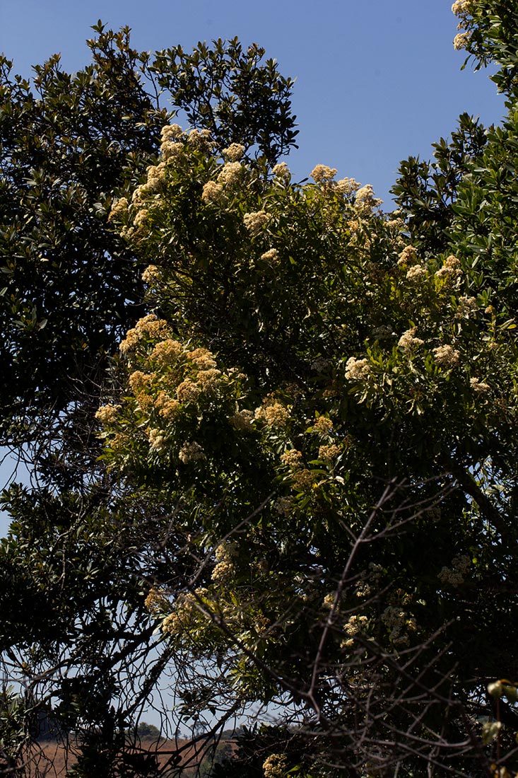 Nuxia floribunda Nuxia floribunda