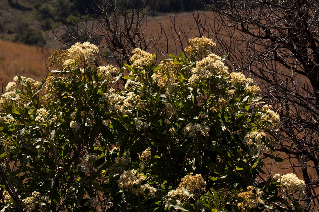 Nuxia floribunda Nuxia floribunda