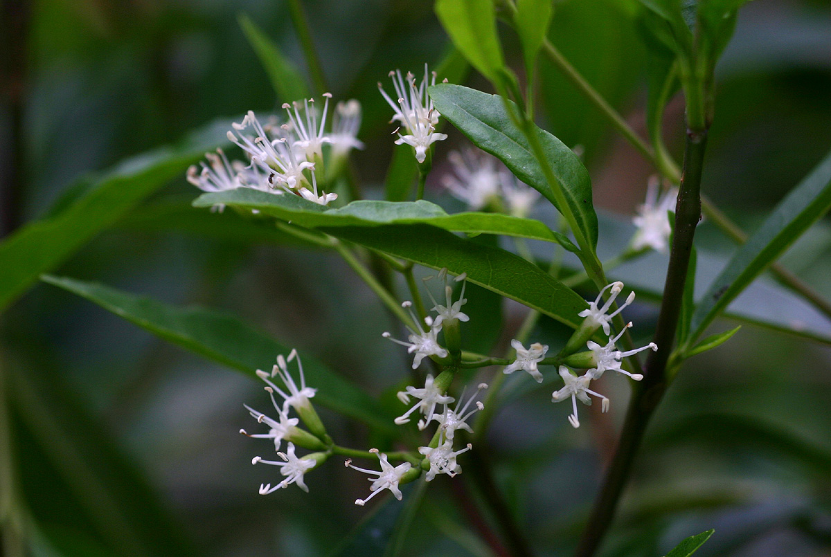 Nuxia oppositifolia Nuxia oppositifolia