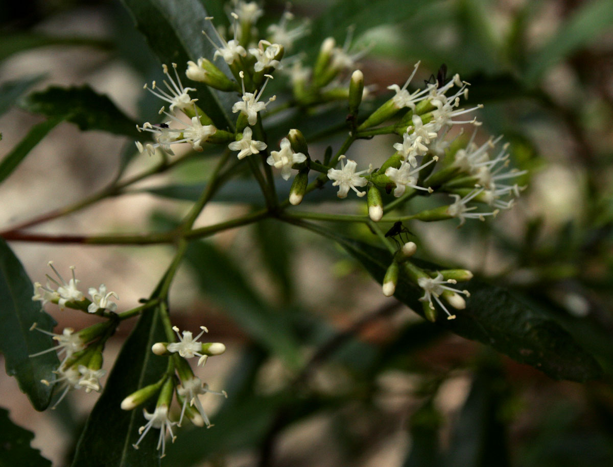 Nuxia oppositifolia Nuxia oppositifolia
