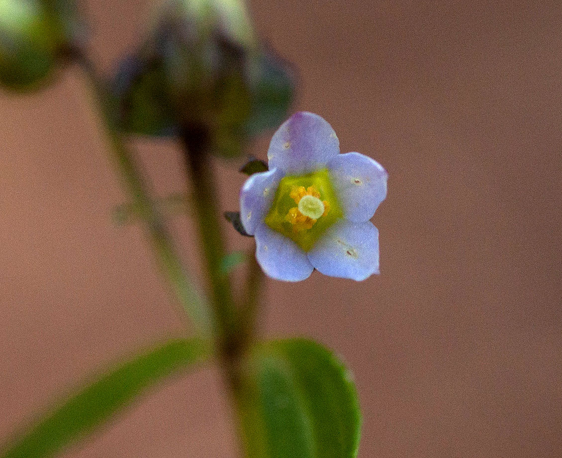 Exacum oldenlandioides Exacum oldenlandioides