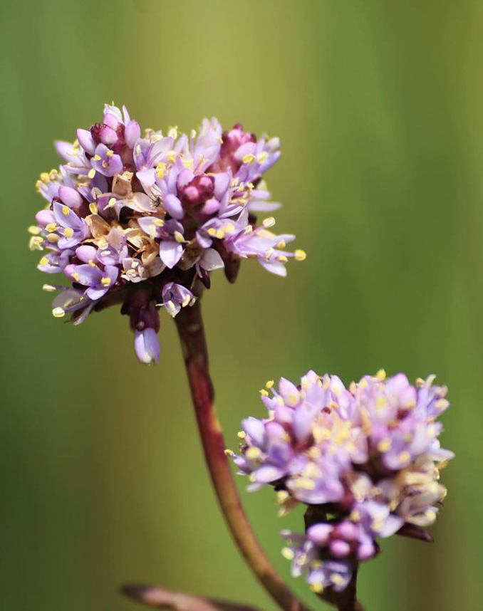 Pycnosphaera buchananii Pycnosphaera buchananii