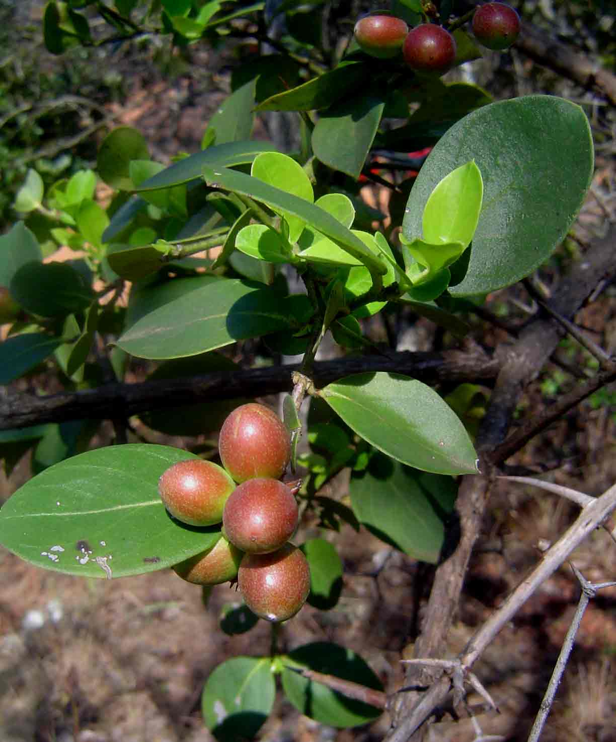 Carissa spinarum