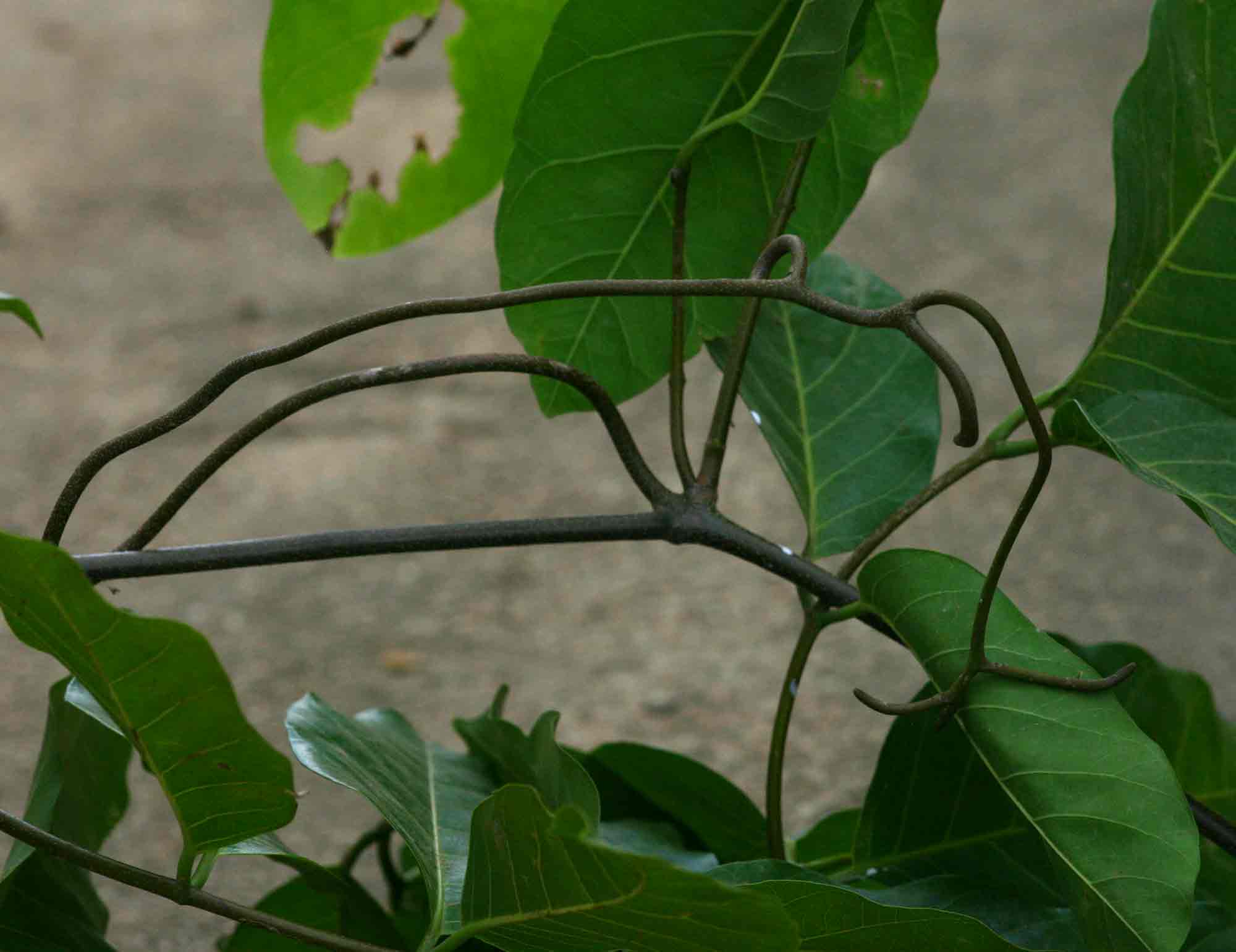 Saba comorensis
