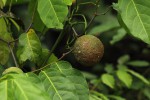 Saba comorensis