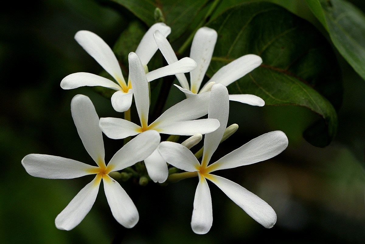 Saba comorensis Saba comorensis