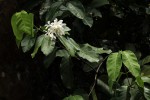 Saba comorensis